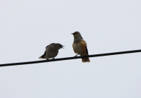 white-shouldered-starling