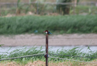 white-throated-kingfisher