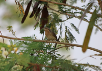 wryneck