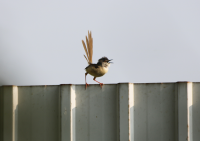 yellow-bellied-prinia