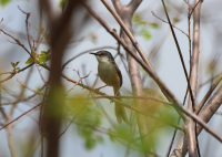 yellow_bellied_prinia