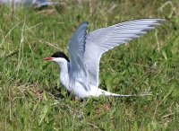 Arctic tern