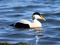 Common eider