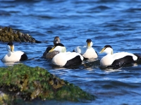 Common eider