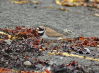 Common ringed plover