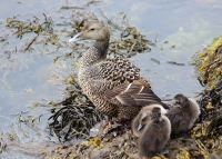 Common eider