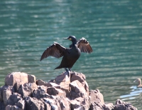 European shag