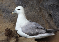 Northern fulmar