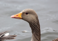 Greylag goose