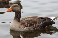 Greylag goose