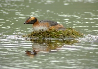 Horned grebe