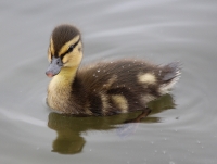 Mallard duckling