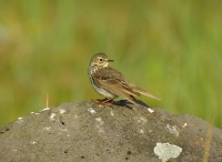 Meadow pipit