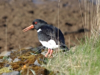 Eurasian oystercatcher