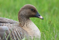 ping-footed-goose1