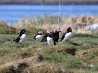 Puffins