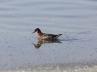 Red-necked phalarope