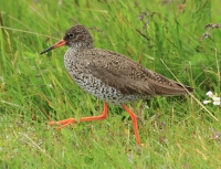 Spotted redshank