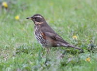 Redwing
