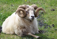 A seriously cool sheep