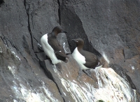 Thick-billed murre!