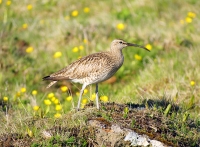 Whimbrel