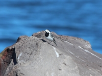 White wagtail