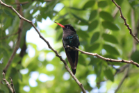 Hummingbird