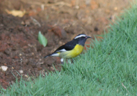 Bananaquit