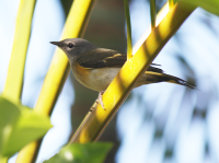 Unknown bird