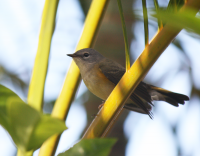 Unknown bird