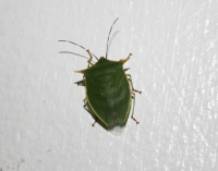 Spined-green stink bug