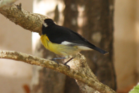 Bananaquit