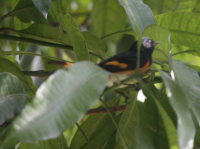 American redstart