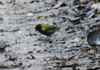 Yellow-shouldered grassquit