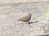 Common ground dove