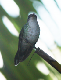 Hummingbird