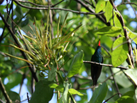 Hummingbird