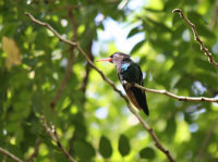 Hummingbird