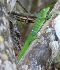 Iguana