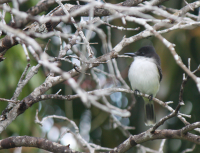 Loggerhead kingbird