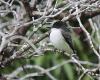 Loggerhead kingbird