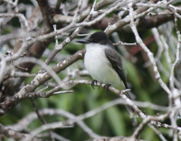 Loggerhead kingbird