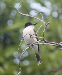 Loggerhead kingbird