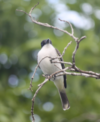 Loggerhead kingbird