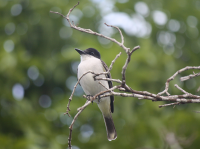 Loggerhead kingbird