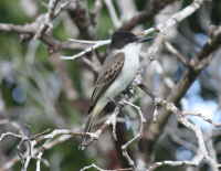 Loggerhead kingbird