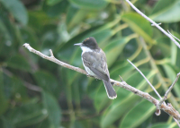 Loggerhead kingbird