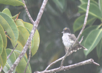 Loggerhead kingbird