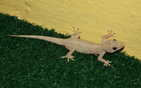 mediterranean gecko